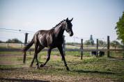 Superbe Yearling
