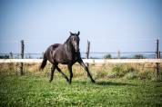 Superbe Yearling