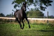 Superbe Yearling