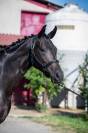 Superbe Yearling