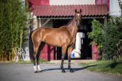 Superbe Yearling