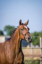 Superbe Yearling