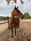 &Agrave; VENDRE SF DE 13 ans 