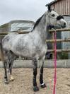 Jument de 6 ans sport 