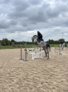 Jument de 6 ans sport 