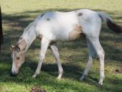 Stallion APHA 2026 champagne homozygote tobiano