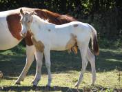 Stallion APHA 2026 champagne homozygote tobiano