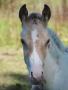 Stallion APHA 2026 champagne homozygote tobiano