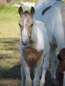 Stallion APHA 2026 champagne homozygote tobiano