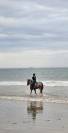 Poney D de 9 ans pour 110cm et plus