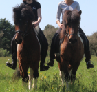 Cheval islandais