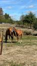 Futur cheval d&rsquo;avenir ou &eacute;talon CSO