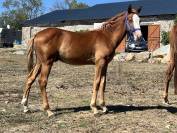 Futur cheval d&rsquo;avenir ou &eacute;talon CSO