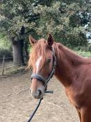 Poney par Jogry d&rsquo;Odival 