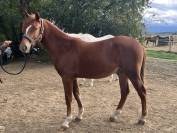 Poney par Jogry d&rsquo;Odival 