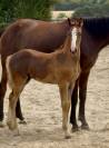 Poulain de CSO avec de magnifiques origines
