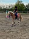vendita cavallo da scuola 