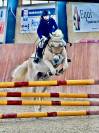 vendita cavallo da scuola 