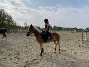 vendita cavallo da scuola 