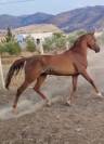jument pur-sang arabe 