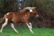 Pop Corn poney B/C