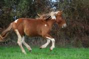 Pop Corn poney B/C