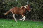 Pop Corn poney B/C