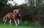Pop Corn poney B/C