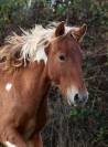 Pop Corn poney B/C