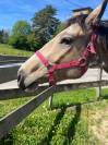 Jument de 3 ans, gentille et attachante