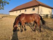 Ponette connemara 4 ans cso cce 
