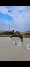 Ponette connemara 4 ans cso cce 
