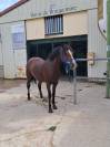 Ponette connemara 4 ans cso cce 