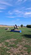 Ponette connemara 4 ans cso cce 