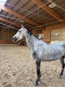 ✨ &Agrave; vendre &ndash; Jument hongroise de 6 ans