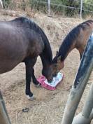 Cheval espagnol de randonn&eacute;e