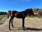 Foal orient&eacute; CSO
