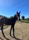 Foal orient&eacute; CSO