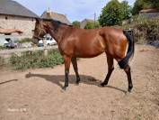Jument Pure Sang 6 ANS