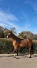 Mare BWP Belgian Warmblood For sale 2020 Bay