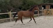 Poulain cheval 