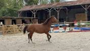 Poulain cheval 