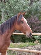 Poulain cheval 