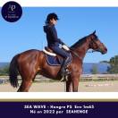Caballo castrado Pura Sangre En venta 2022 Bayo