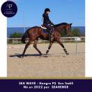 Caballo castrado Pura Sangre En venta 2022 Bayo