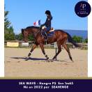 Caballo castrado Pura Sangre En venta 2022 Bayo