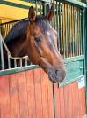 &Agrave; vendre cheval 14ans