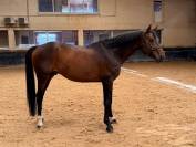 &Agrave; vendre cheval 14ans