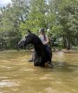 Jument - SBS - 8 ans - Dressage / CSO / CCE - France