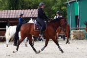 Cheval SF pour loisir